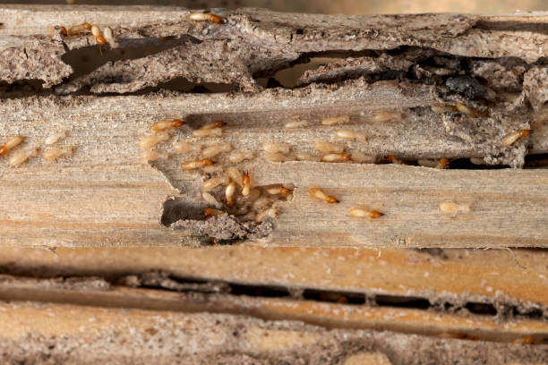 Best Termite Control Services  in Fairview Park, IN